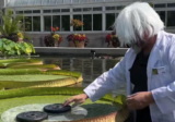 A person in a white wig and labcoat places heavy weights atop a large green water lily pad